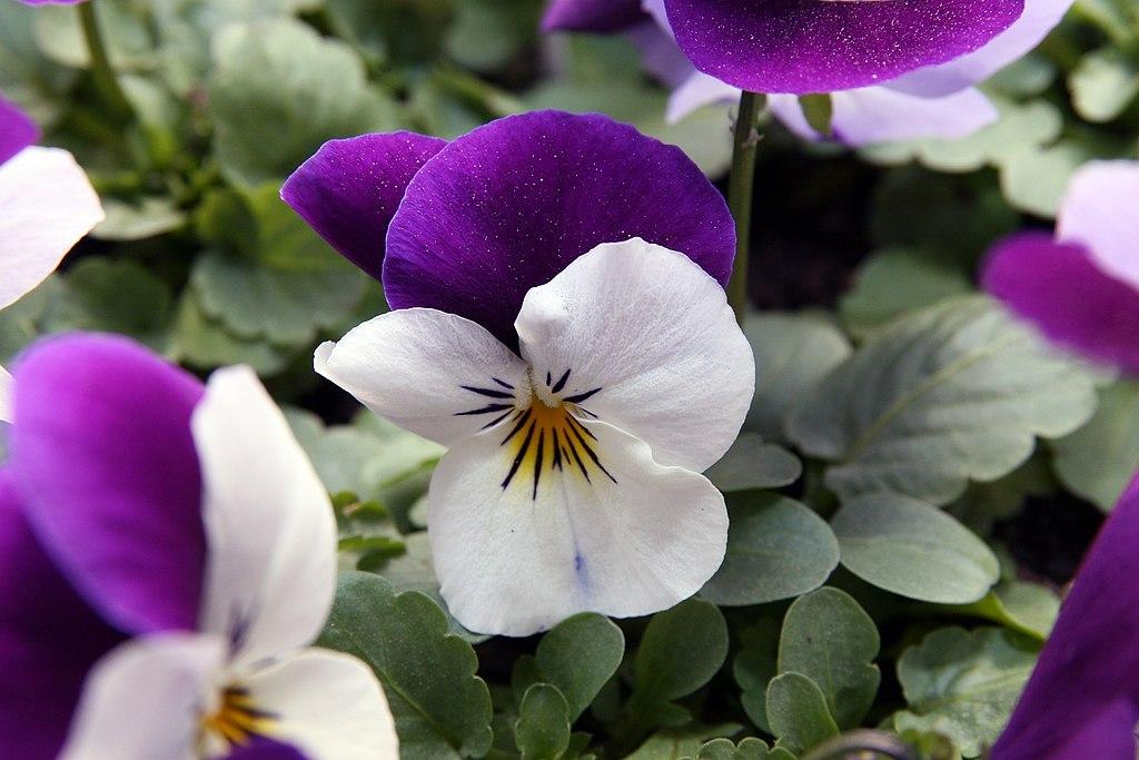Photo of Horned Violet (Viola Sorbet™ Coconut Duet) uploaded by robertduval14
