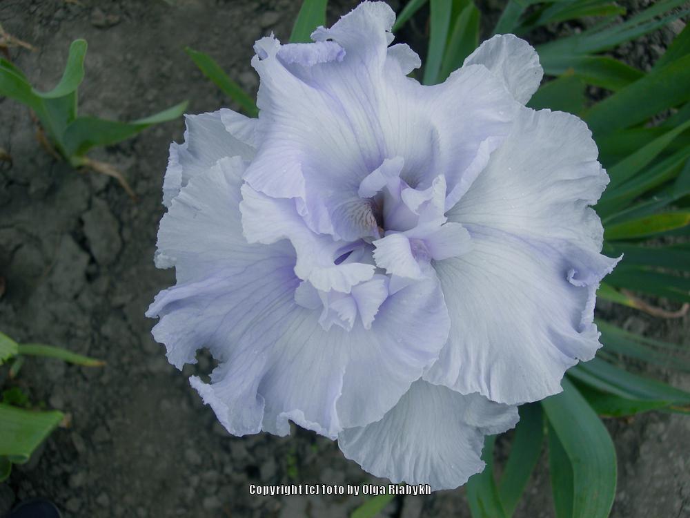 Photo of Tall Bearded Iris (Iris 'Rodnye Prostory') uploaded by Serjio