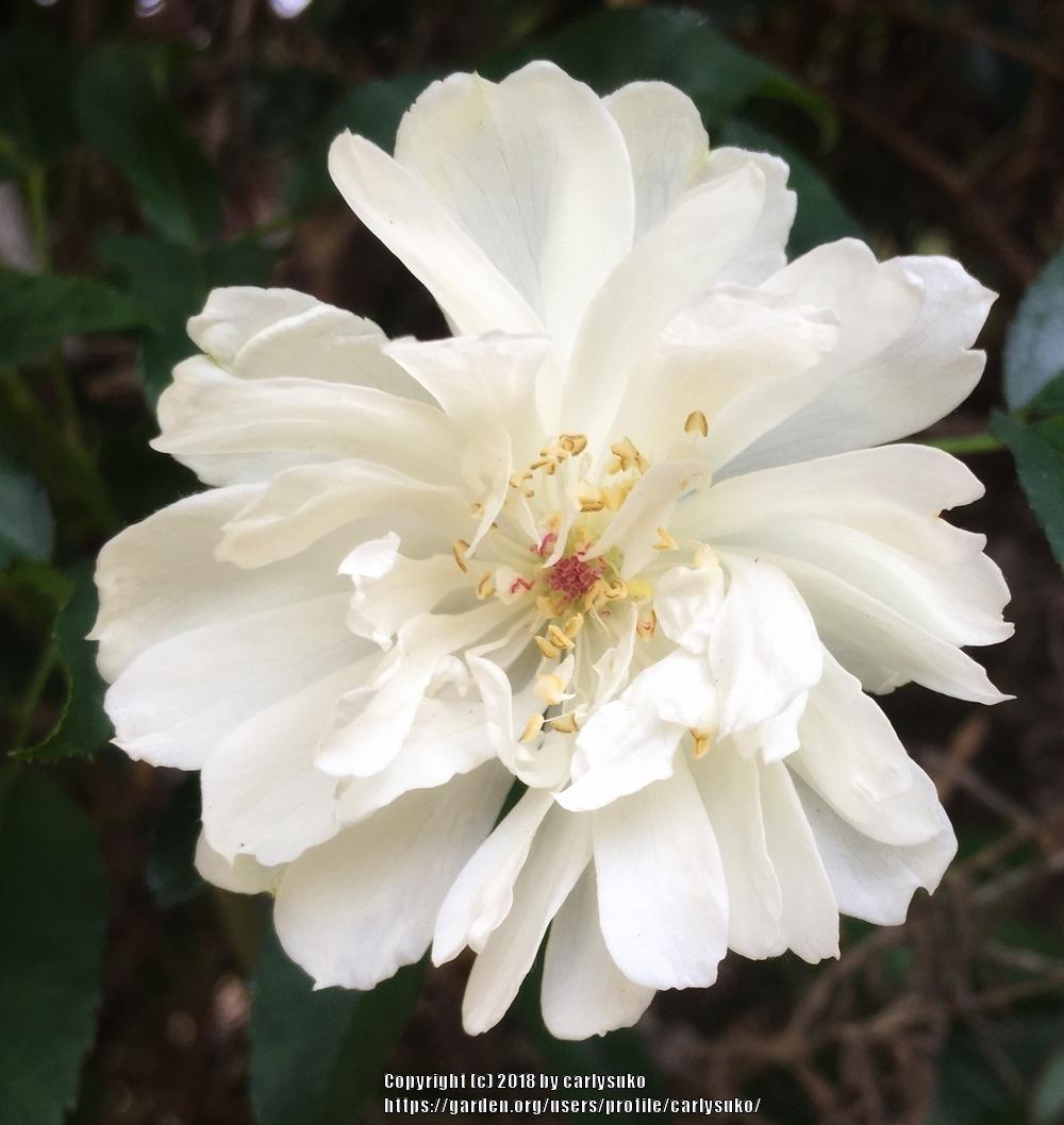 Photo of Rose (Rosa banksiae 'Purezza') uploaded by carlysuko