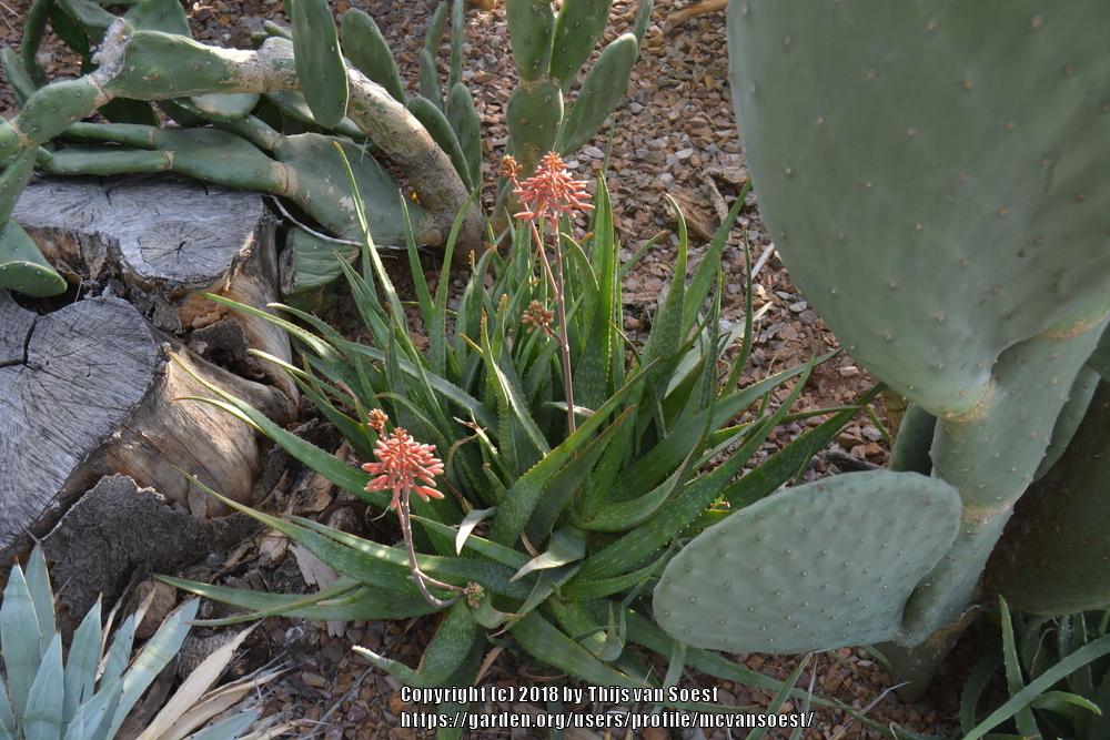 Photo of Aloe 'Rooikappie' uploaded by mcvansoest