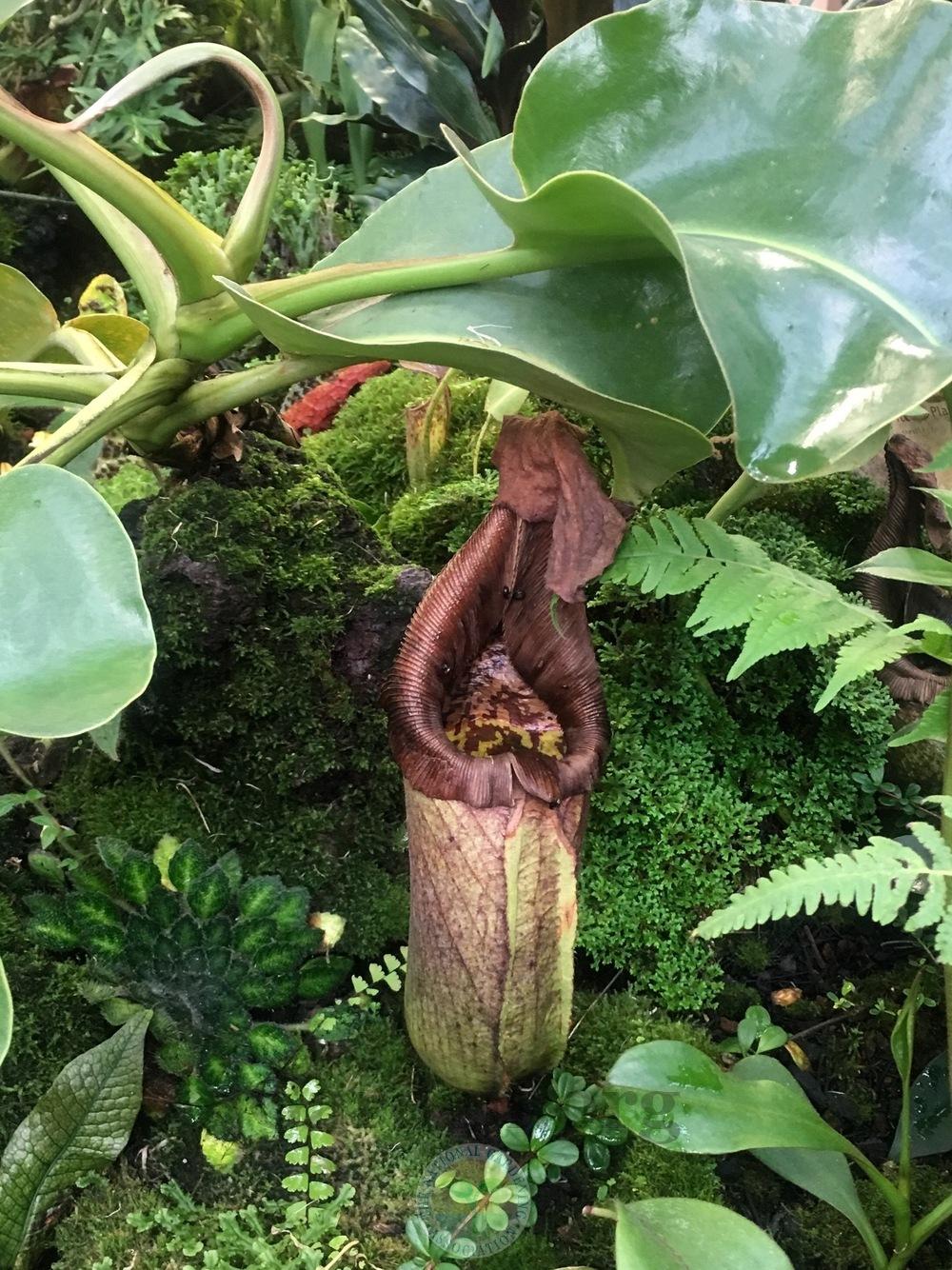 Photo of Tropical Pitcher Plant (Nepenthes truncata) uploaded by springcolor