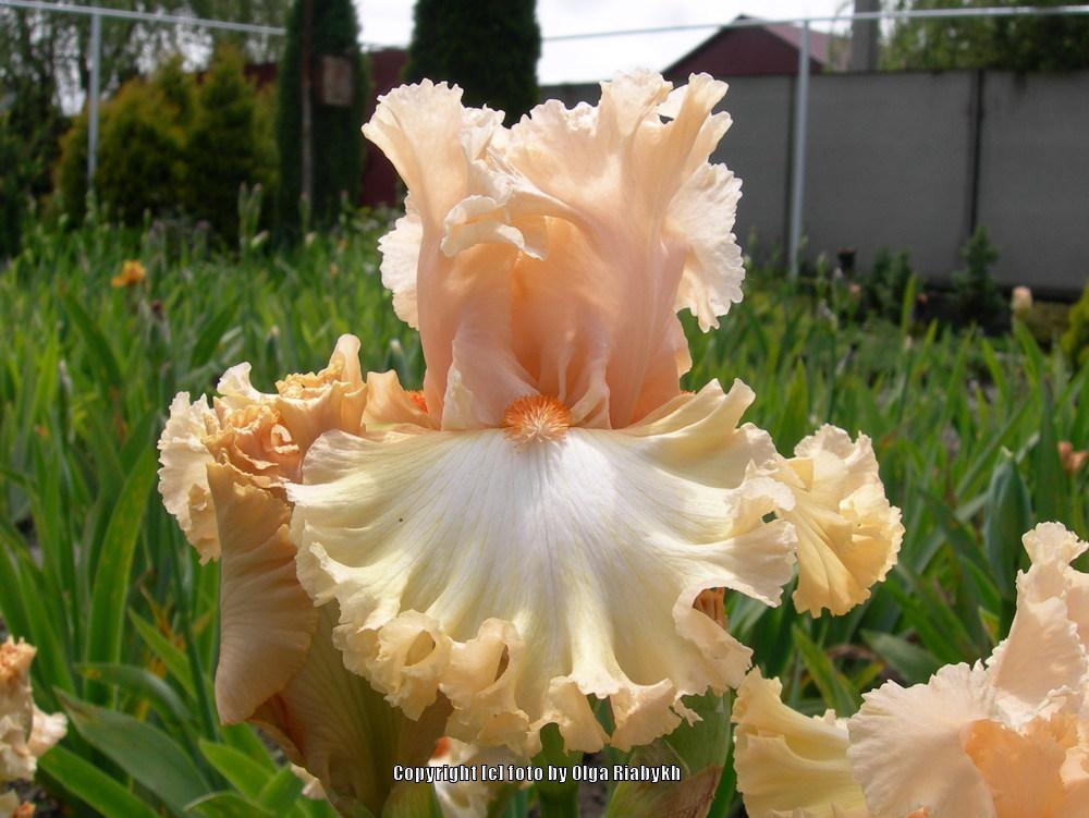 Photo of Tall Bearded Iris (Iris 'Krepdeshinovy Vals') uploaded by Serjio