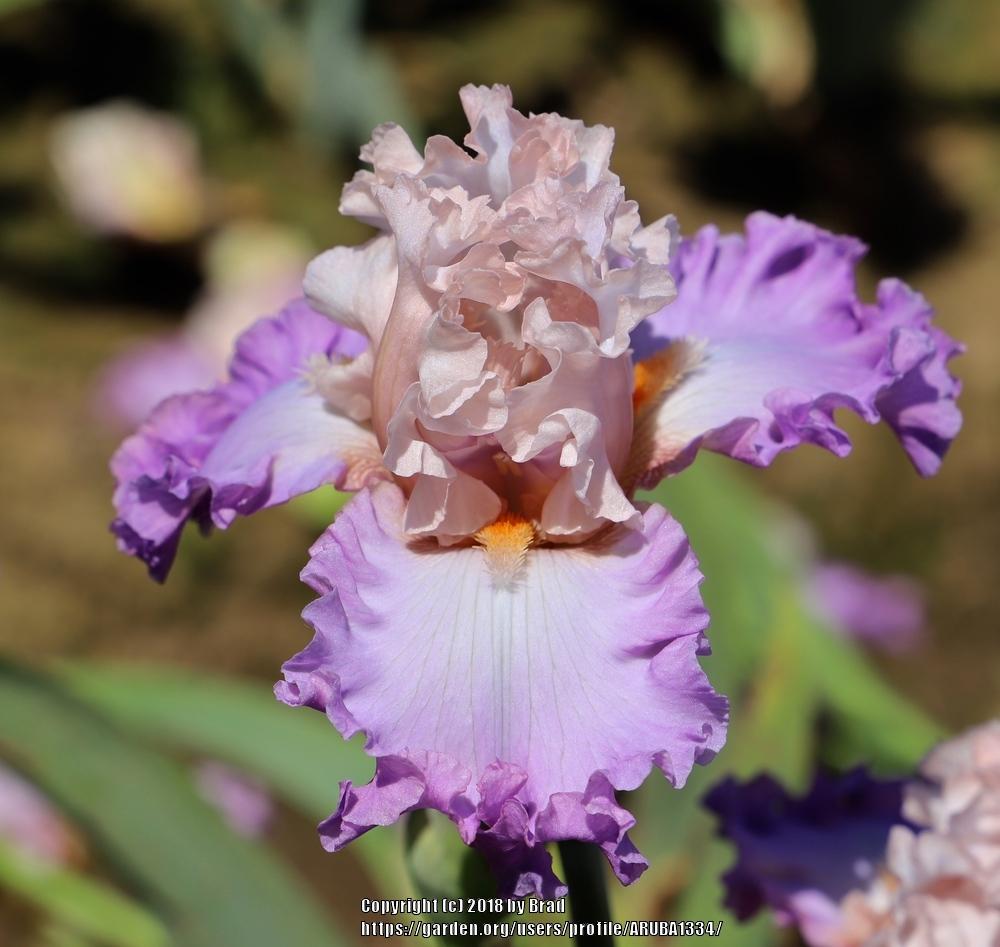 Photo of Tall Bearded Iris (Iris 'Woman's Love') uploaded by ARUBA1334