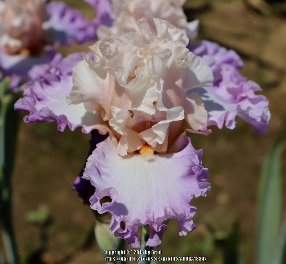 Photo of Tall Bearded Iris (Iris 'Woman's Love') uploaded by ARUBA1334
