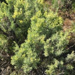 Location: Summit Park, Utah, United States
Date: 2018-05-29
Yellowing due to some kind of disease.