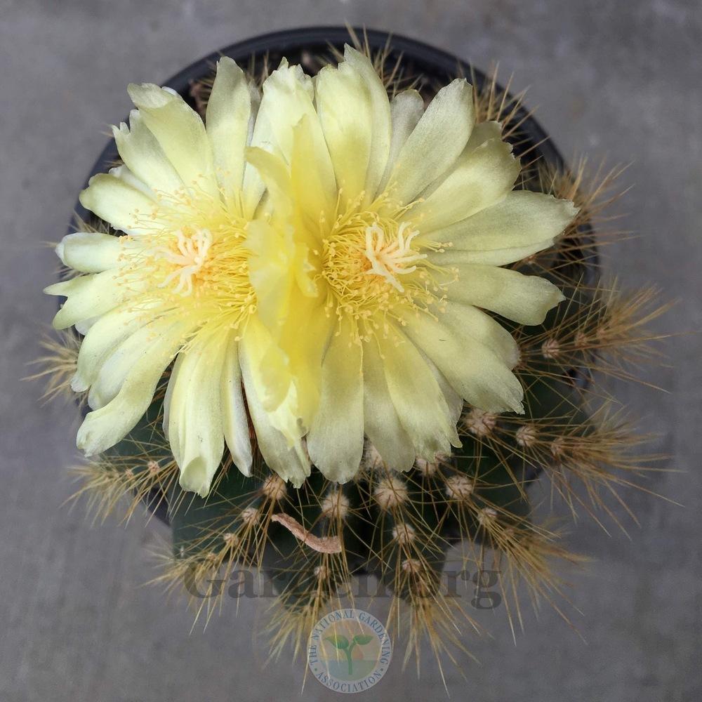 Photo of Ball Cactus (Parodia magnifica) uploaded by BlueOddish