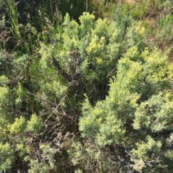Location: Summit Park, Utah, United States
Date: 2018-05-29
Yellowing due to some kind of disease.