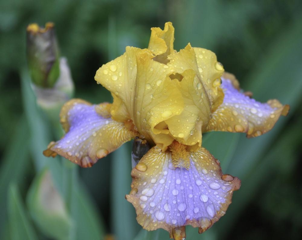 Photo of Border Bearded Iris (Iris 'Brown Lasso') uploaded by LewEm