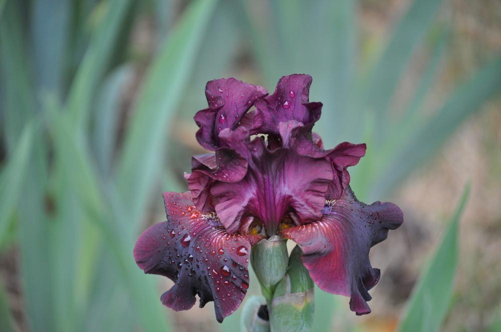 Photo of Tall Bearded Iris (Iris 'Mallory Kay') uploaded by LewEm