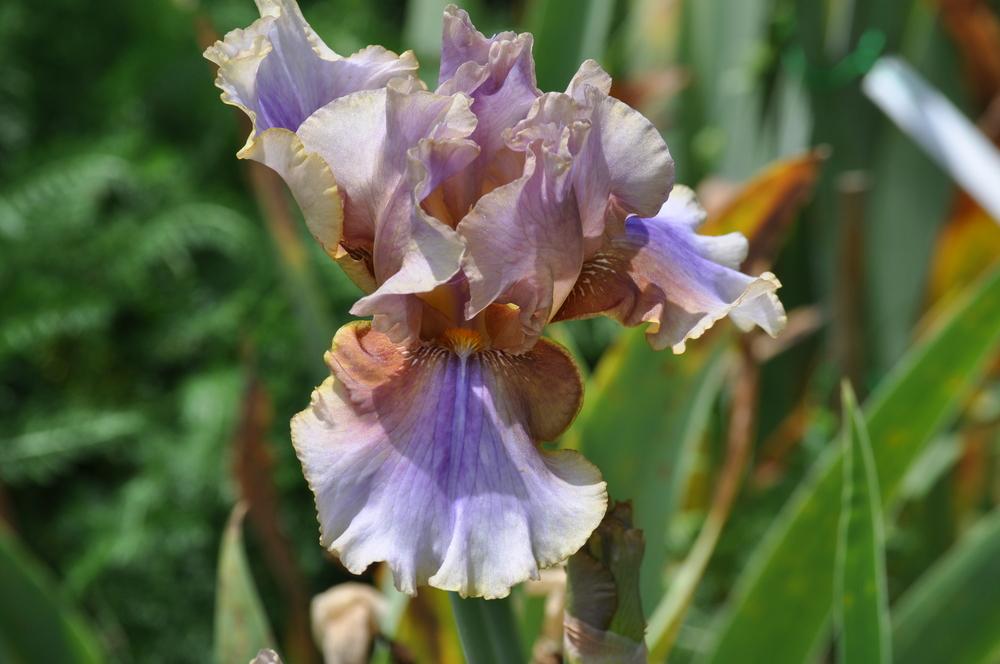 Photo of Tall Bearded Iris (Iris 'American Maid') uploaded by LewEm
