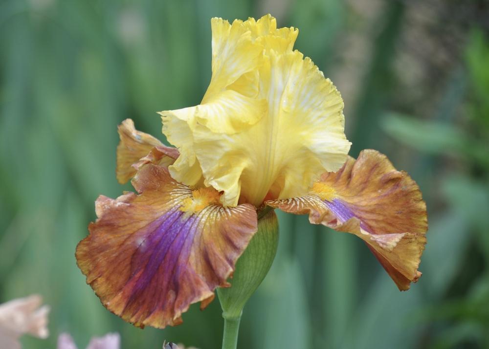 Photo of Tall Bearded Iris (Iris 'Mayan Mysteries') uploaded by LewEm