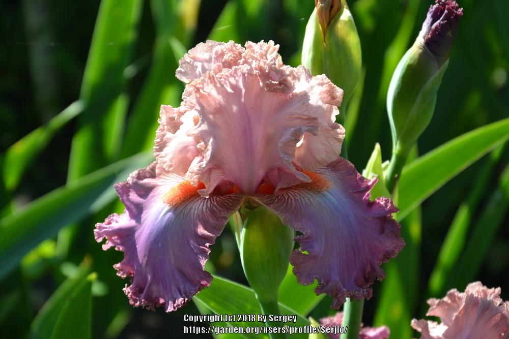 Photo of Tall Bearded Iris (Iris 'Ballroom') uploaded by Serjio