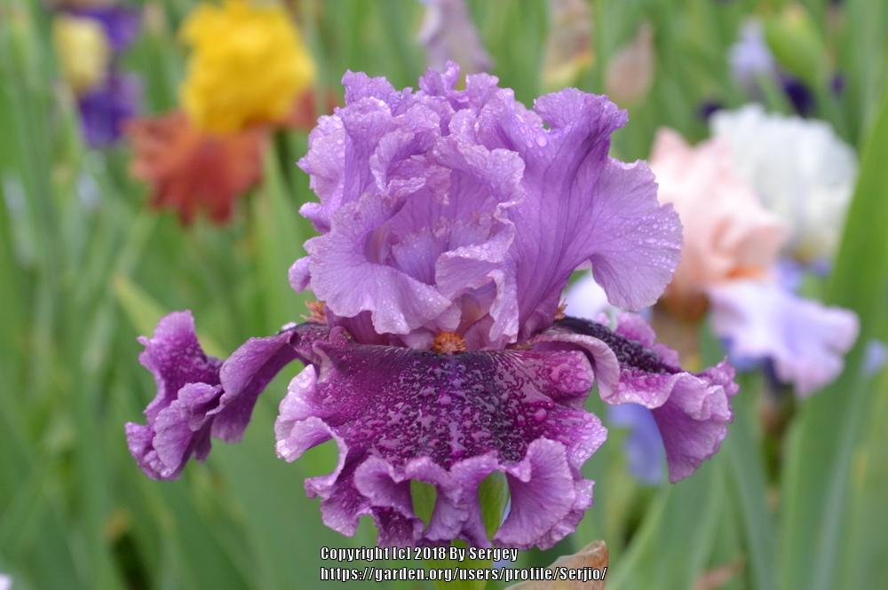 Photo of Tall Bearded Iris (Iris 'Another Woman') uploaded by Serjio