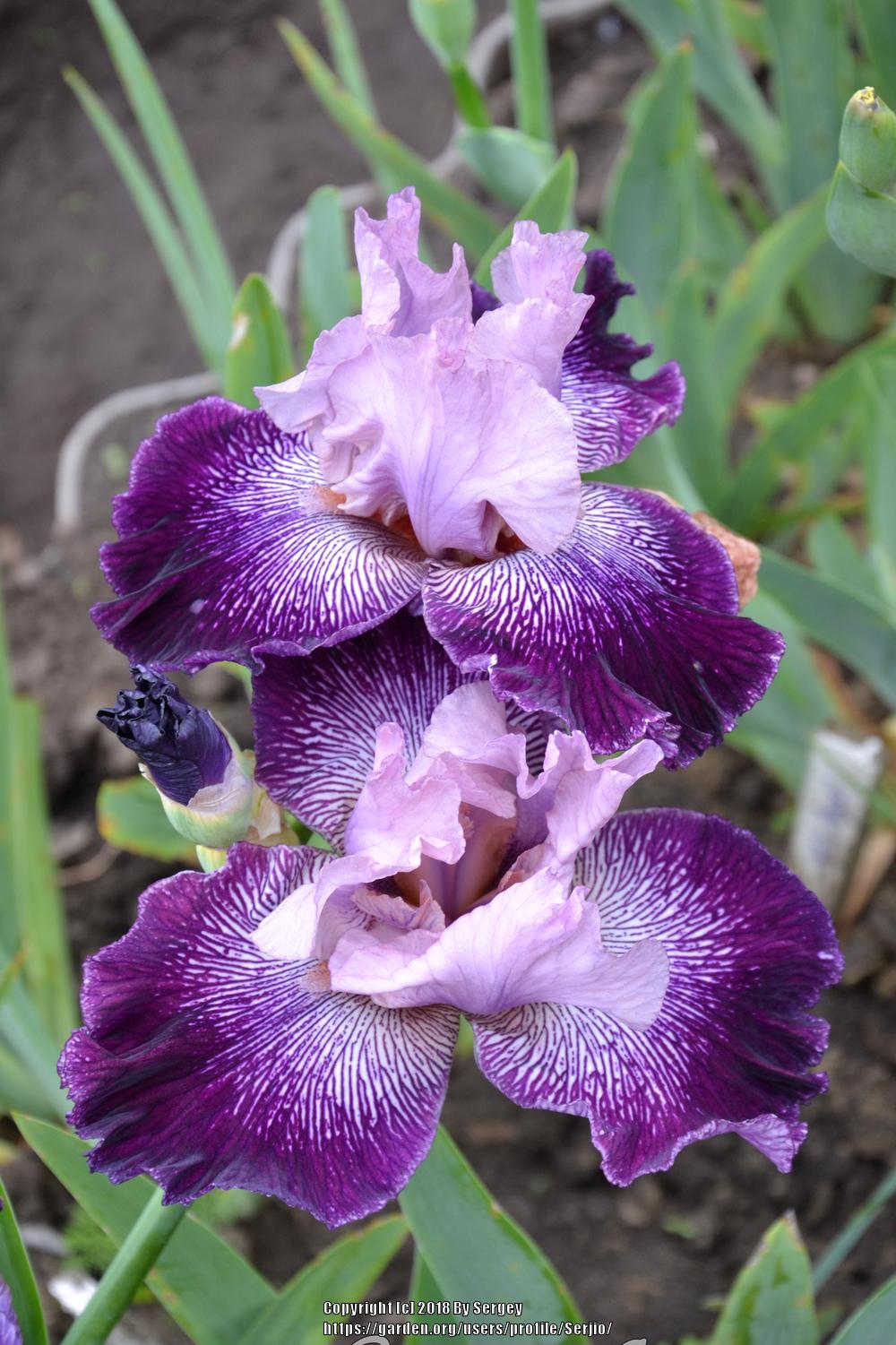 Photo of Tall Bearded Iris (Iris 'Astrology') uploaded by Serjio