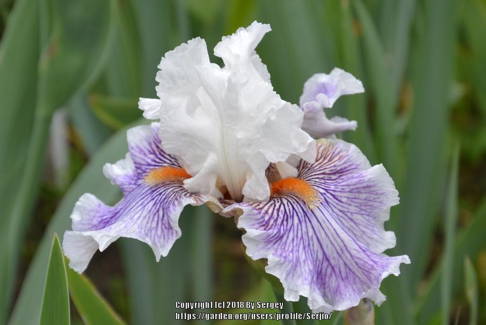 Photo of Tall Bearded Iris (Iris 'Berserk') uploaded by Serjio