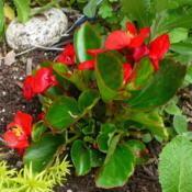 - A bright colour for the May garden.