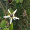 Bloom of Passiflora bogotensis