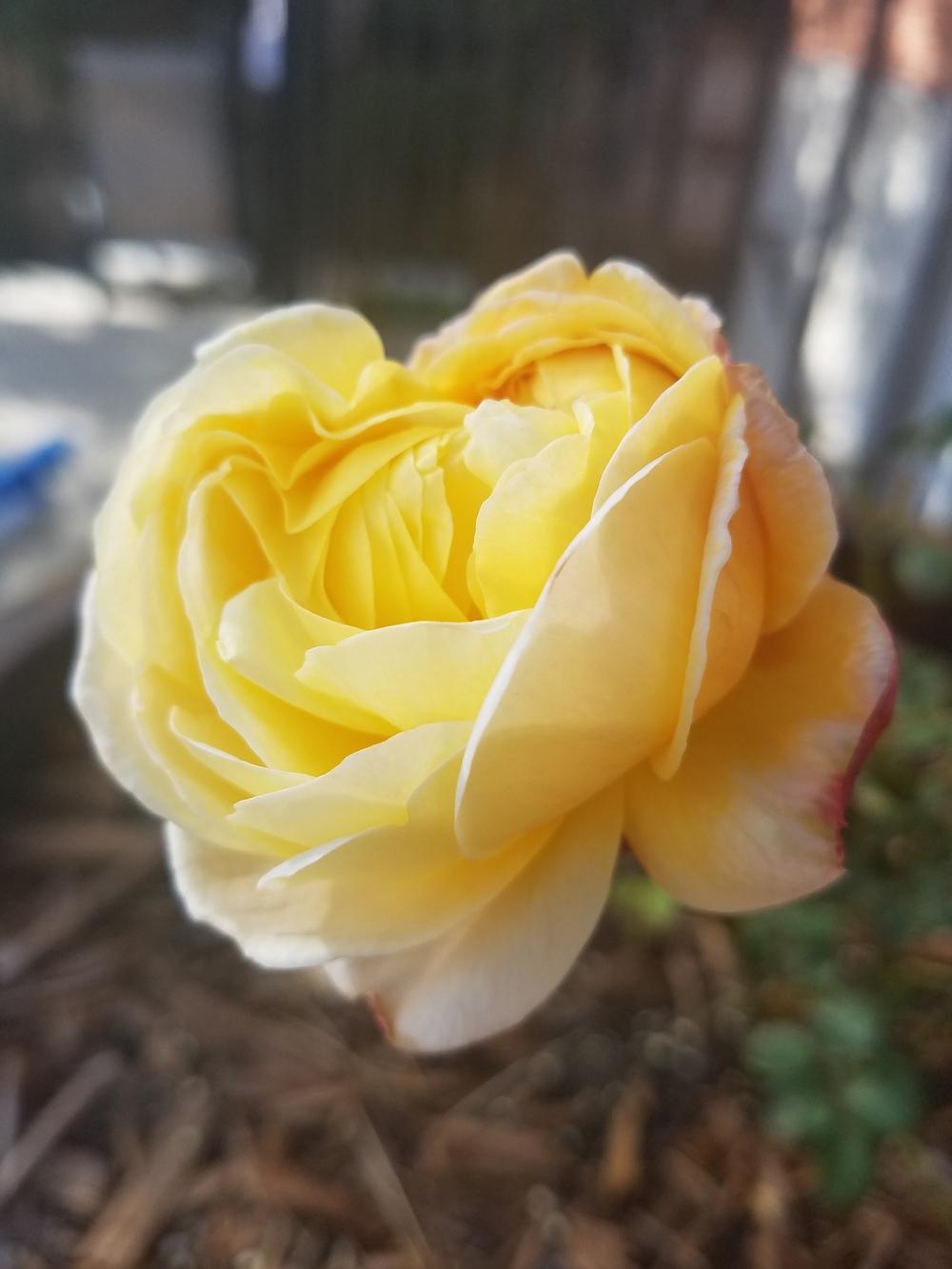 Photo of Rose (Rosa 'Charles Darwin') uploaded by OrganicJen