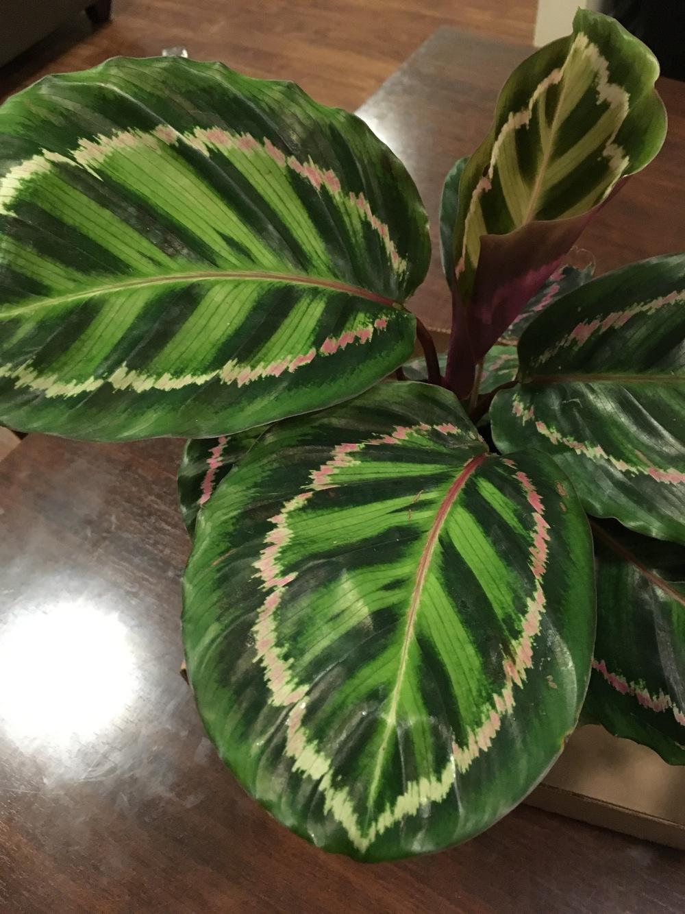Photo of Rose Painted Calathea (Goeppertia roseopicta) uploaded by Traijin
