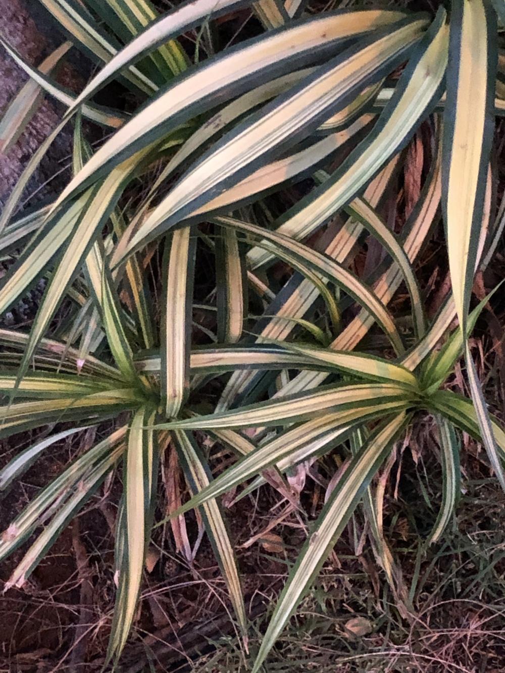 Photo of Spider Plant (Chlorophytum viridescens 'Hawaiian') uploaded by A_muse_mentality