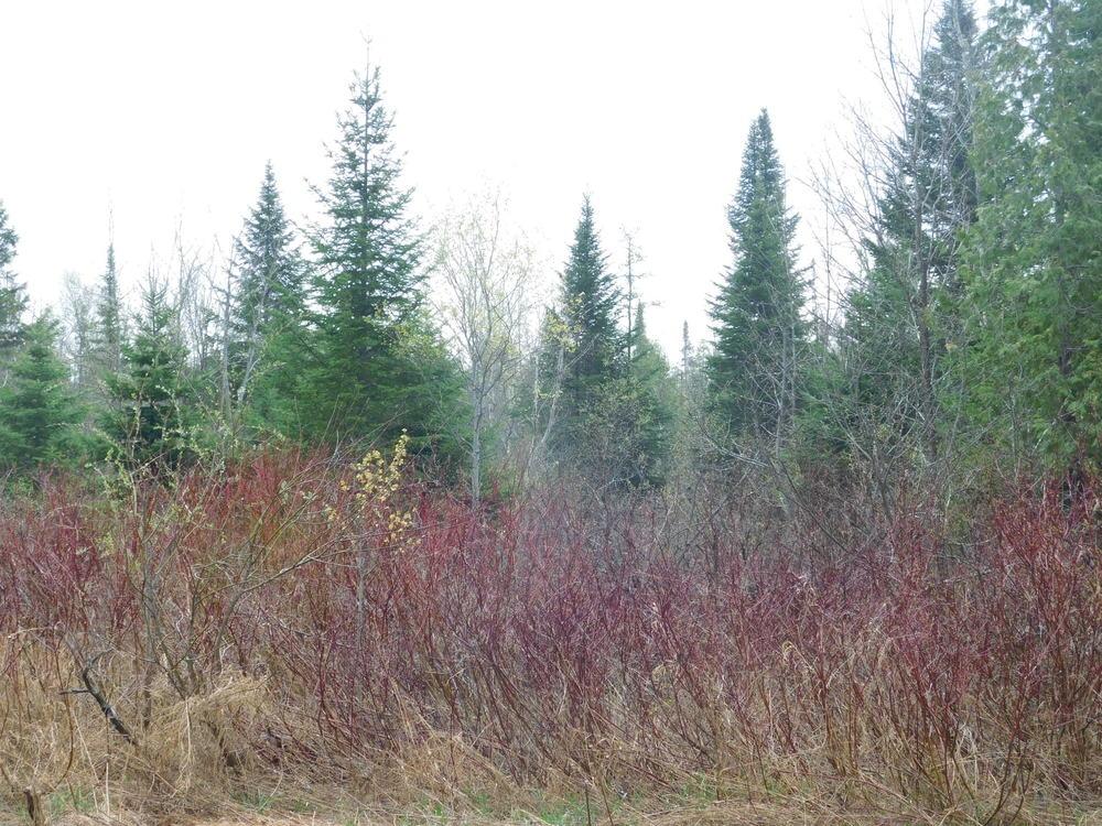 Photo of Red Twig Dogwood (Cornus sericea) uploaded by JHeirloomSeeds
