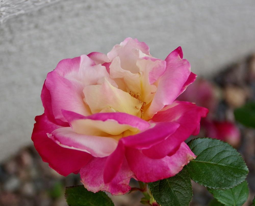 Photo of Rose (Rosa 'Dick Clark') uploaded by _Bleu_