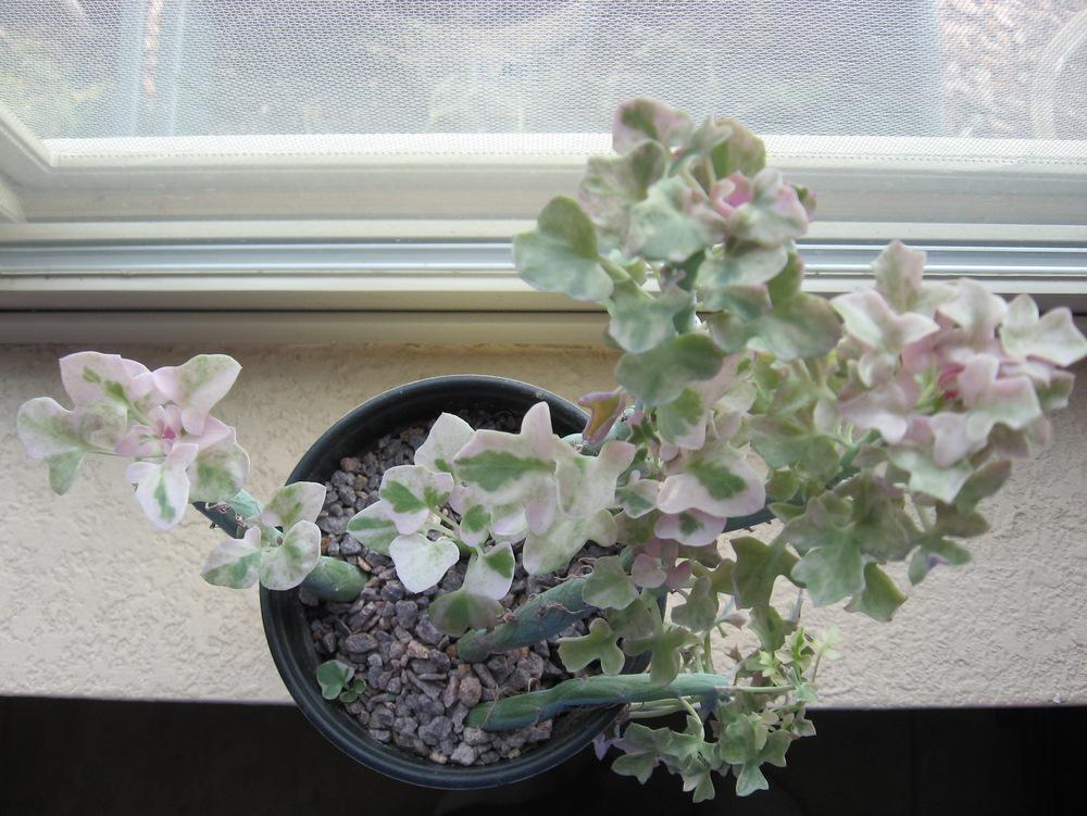 Photo of Variegated Candle Plant (Curio articulatus 'Variegatus') uploaded by plantmanager