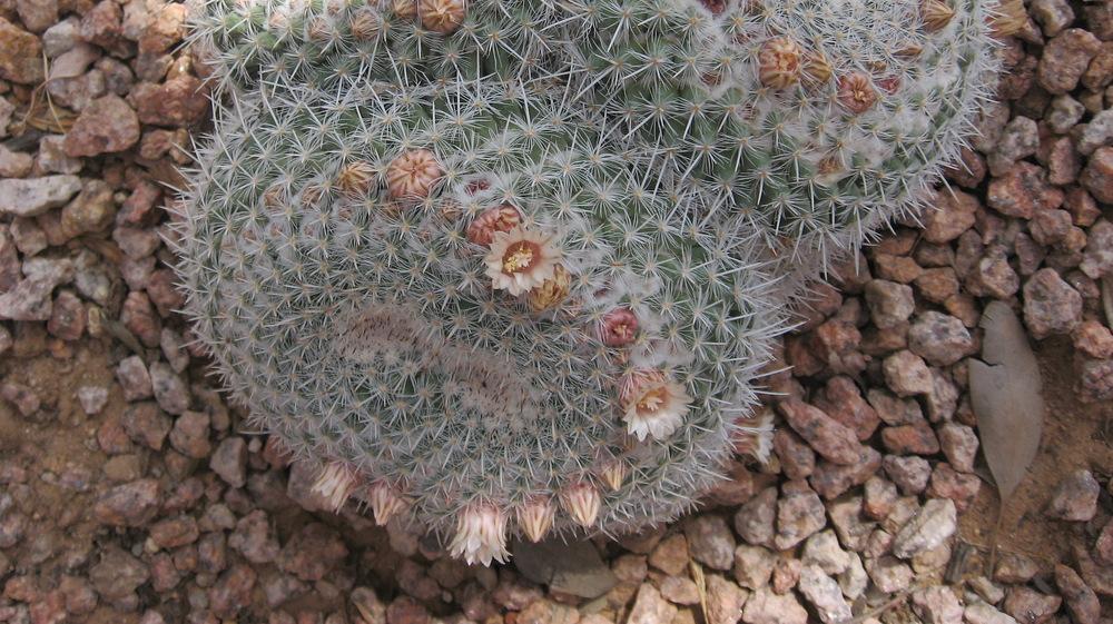 Photo of Owl's Eyes (Mammillaria parkinsonii) uploaded by plantmanager