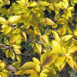 Location: Downingtown, Pennsylvania
Date: 2007-11-22
Winterberry yellow autumn color