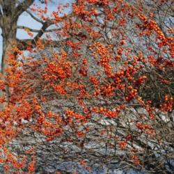 Location: Chester County, Pennsylvania
Date: 2015-01-11
orange fruit of a Winterberry