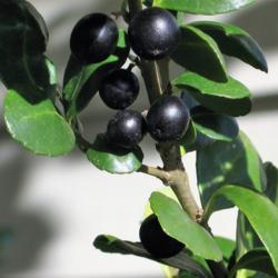 Location: West Chester, Pennsylvania
Date: 2007-11-16
black fruit of Japanese Holly