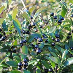 Location: Downingtown, Pennsylvania
Date: 2012-12-13
black fruit of Shamrock Inkberry Holly