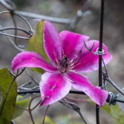 Location: Clinton, Michigan 49236
Date: 2018-11-02
"Clematis 'Carnaby', 2018 photo, Common Name: Bi-colored Clematis