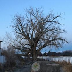 Location: South Jordan, Utah, United States
Date: 2018-12-22
An over 100 year old tree growing alongside/in a canal. Even has 