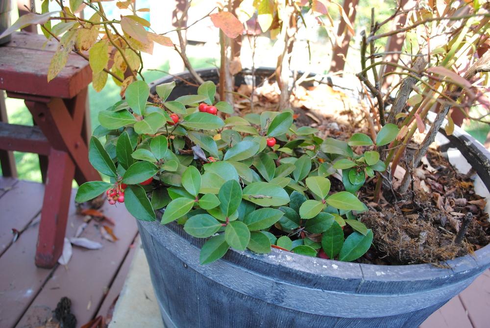 Photo of Wintergreen (Gaultheria procumbens) uploaded by ILPARW