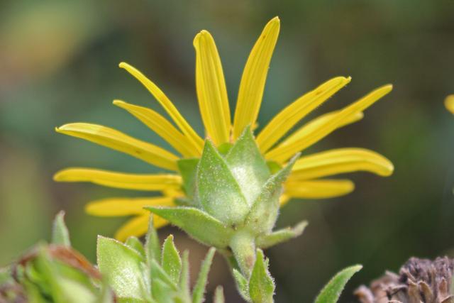 Photo of Rosinweed (Silphium integrifolium) uploaded by RuuddeBlock