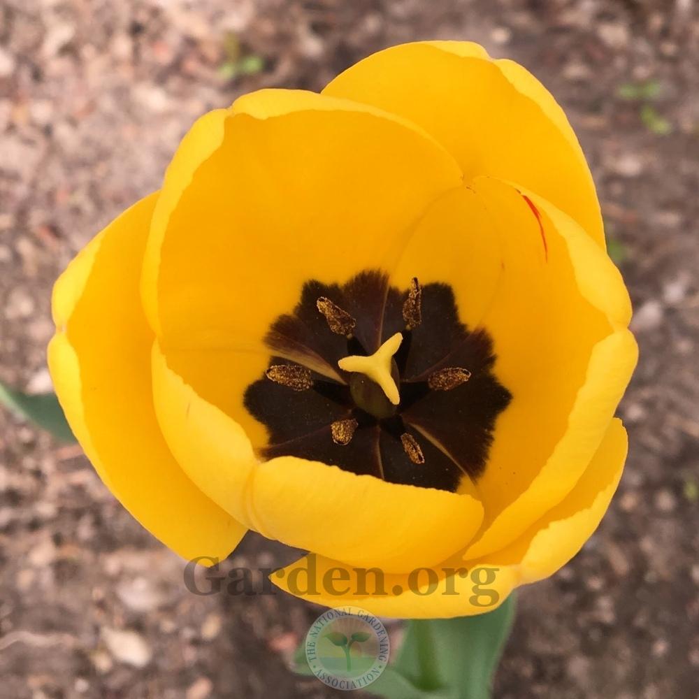 Photo of Tulips (Tulipa) uploaded by BlueOddish