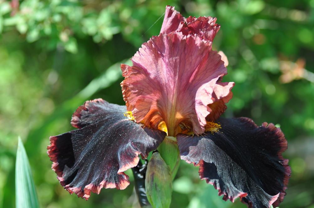 Photo of Tall Bearded Iris (Iris 'Strozzapreti') uploaded by LewEm