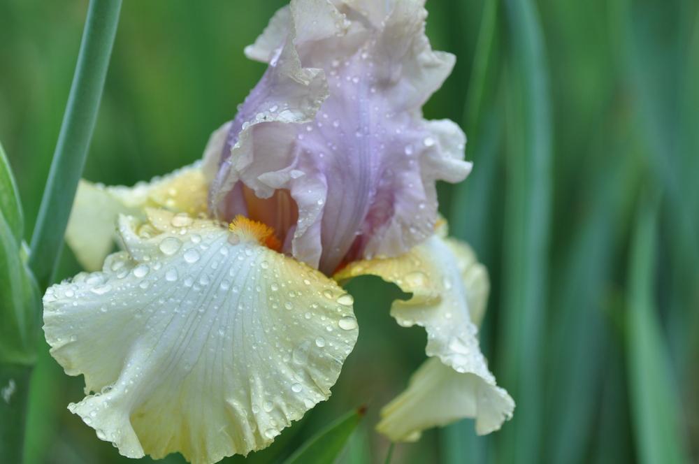 Photo of Tall Bearded Iris (Iris 'After the Dawn') uploaded by LewEm