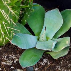 Location: My garden in SoCal.
Date: 2018-12-21
It's been growing in part shade (shaded by a larger plant in the 