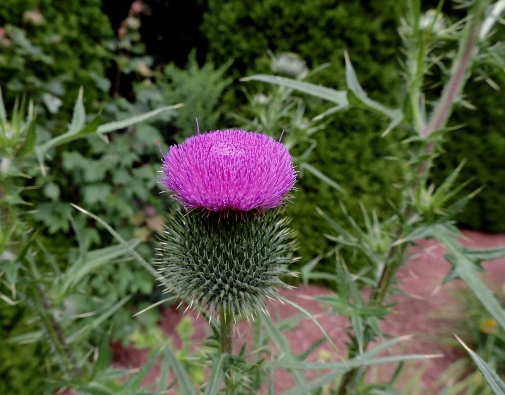 Photo of Thistle (Cirsium) uploaded by LCL