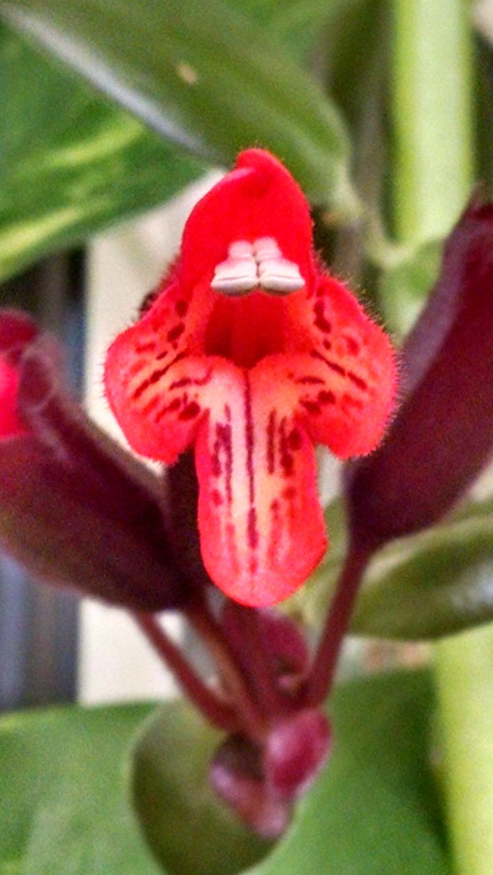 Photo of Lipstick Plant (Aeschynanthus radicans) uploaded by joannakat