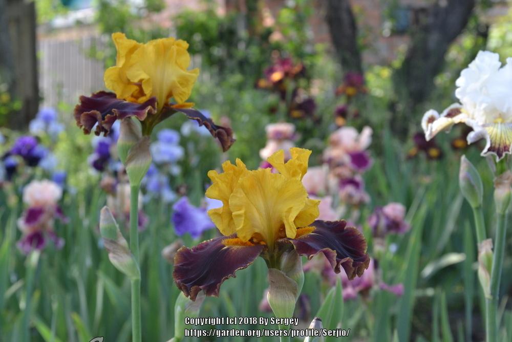 Photo of Tall Bearded Iris (Iris 'Bold Encounter') uploaded by Serjio