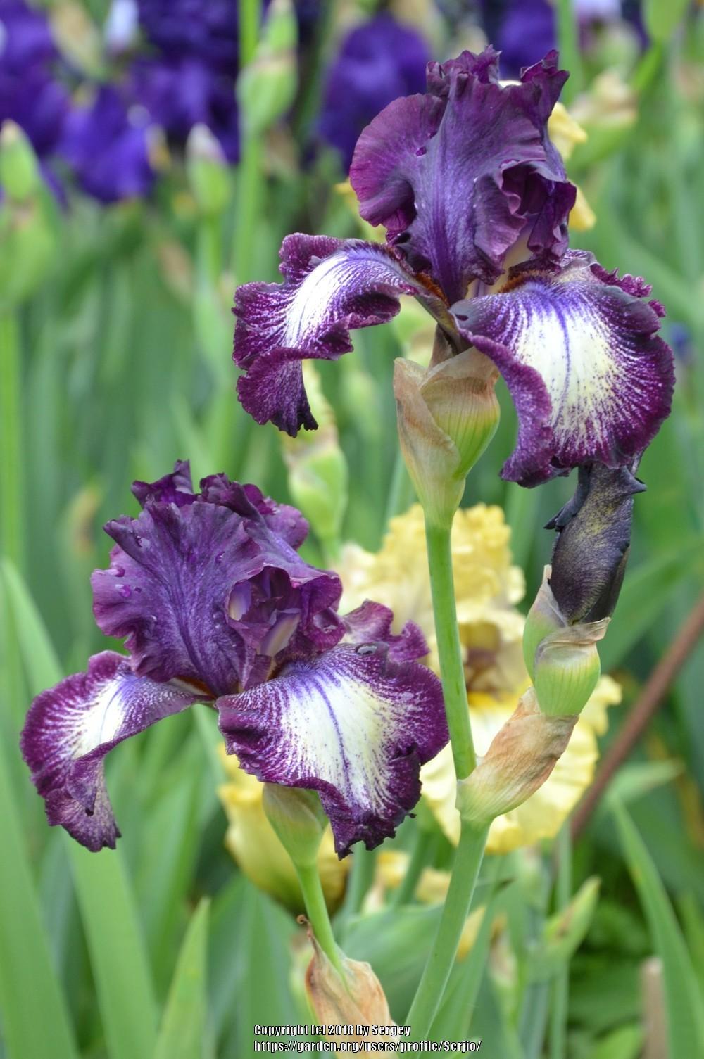 Photo of Tall Bearded Iris (Iris 'Blackberry Tease') uploaded by Serjio