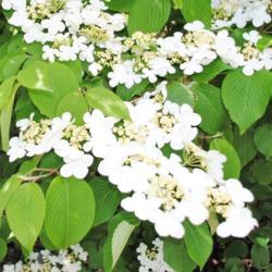 Location: Chesterbrook, Pennsylvania
Date: 2012-04-27
Doublefile Viburnum fertile & infertile flower clusters