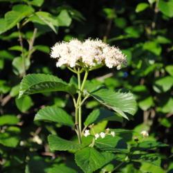 Location: Downingtown, Pennsylvania
Date: 2011-06-02
Smooth Viburnum all fertile flower cluster