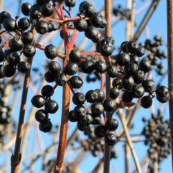 Location: Downingtown, Pennsylvania
Date: 2007-12-18
black fruit of Smooth Arrowwood