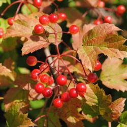Location: Newtown Square, Pennsylvania
Date: 2011-08-05
red fruit and fall color of Cranberrybush Viburnum
