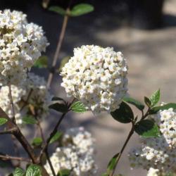 Location: Media, Pennsylvania
Date: April 2010
rounded all fertile flower cluster of Burkwood Viburnum