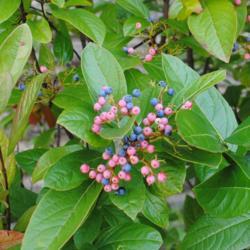 Location: West Chester, Pennsylvania
Date: 2018-09-29
immature pink and mature blue fruit of Smooth Viburnum